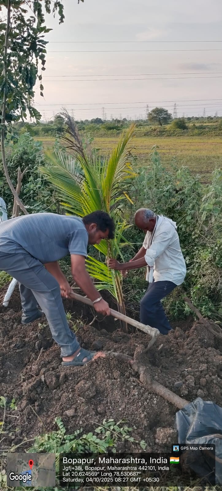 नारळ झाड लागवड